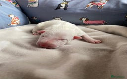 English Bull Terrier dogs for sale: English bull terrier puppy’s  - Image 27