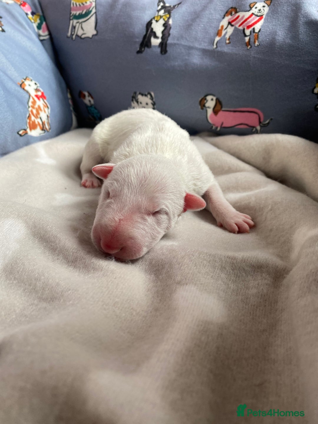 English Bull Terrier dogs for sale: English bull terrier puppy’s  - Image 27