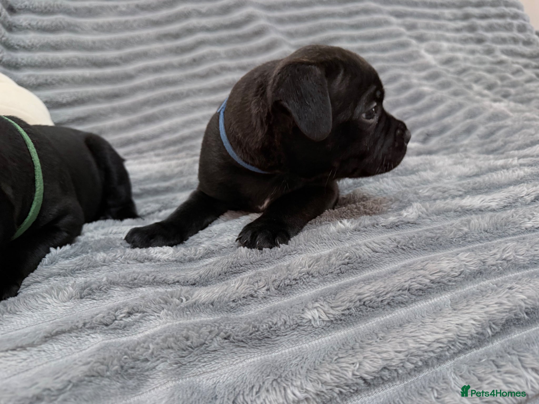 Staffordshire Bull Terrier dogs True To size Bullscaff bloodline black pupies - Advert 2
