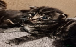 Mixed Breed cats for sale: Gorgeous Mixed Breed Main Coon Kittens  - Image 12