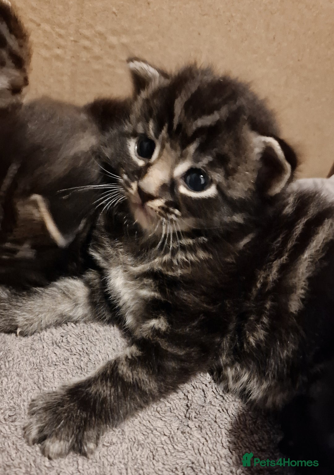 Mixed Breed cats for sale: Gorgeous Mixed Breed Main Coon Kittens  - Image 12