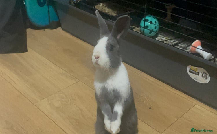 Dutch rabbits - Advert 2