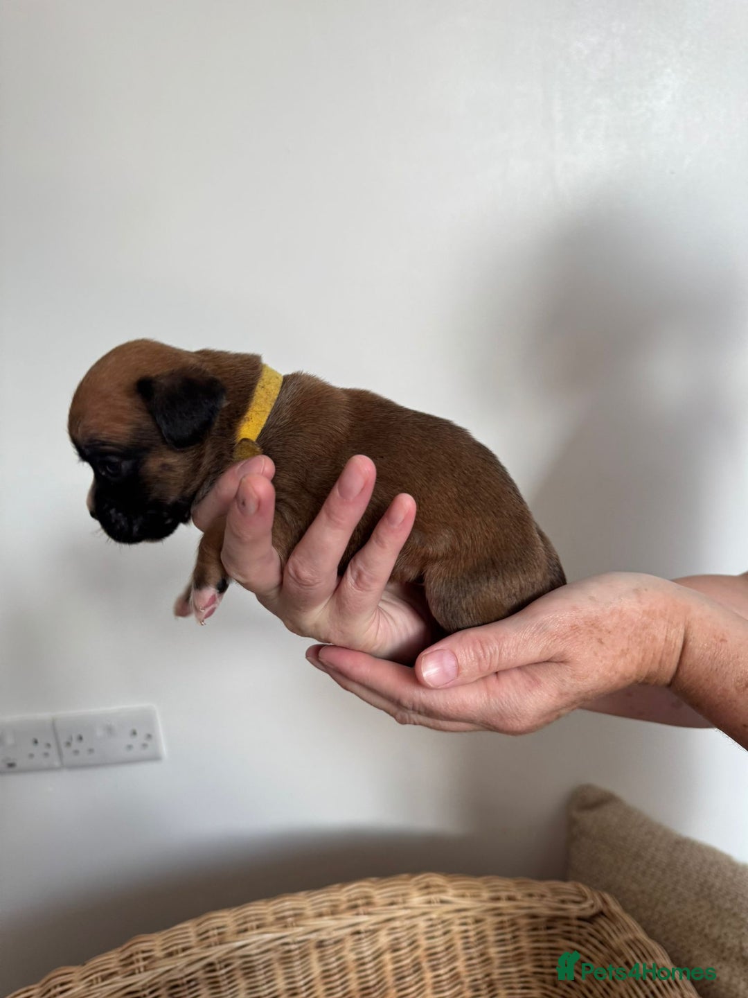 Boxer dogs for sale: Bobtail boxers for sale - Image 3