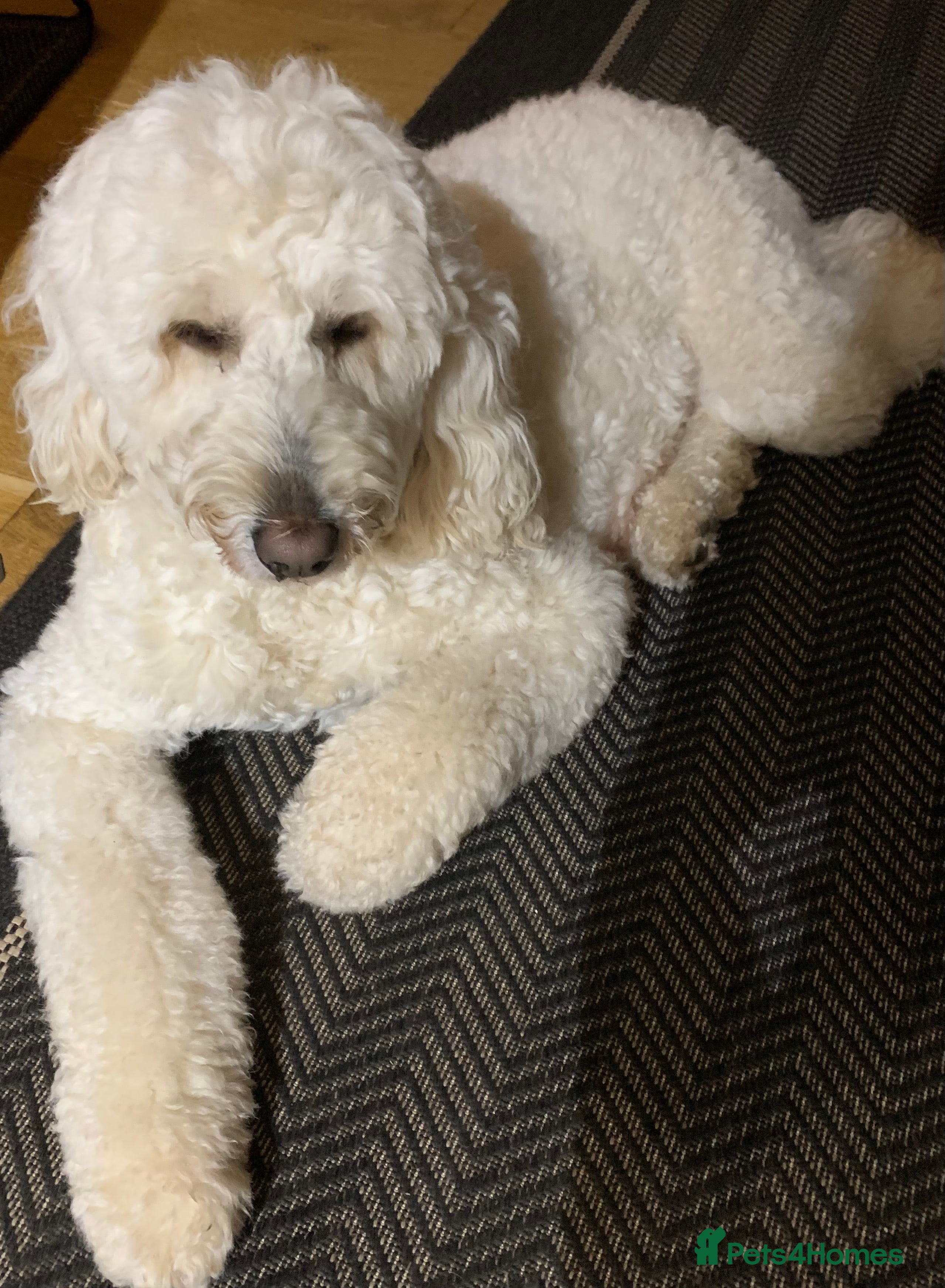 Double Doodle dogs Goldendoodle expected soon.  - Advert 1