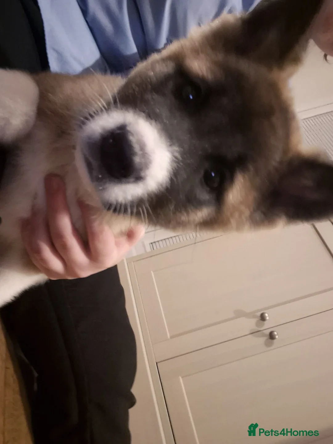 Akita dogs for sale: 12 week old Female Akita Pup for sale/Rehoming - Advert 6
