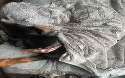 Dobermann dogs for sale: Sweet Doberman Girlie ❤️(price negotiable) - Image 2