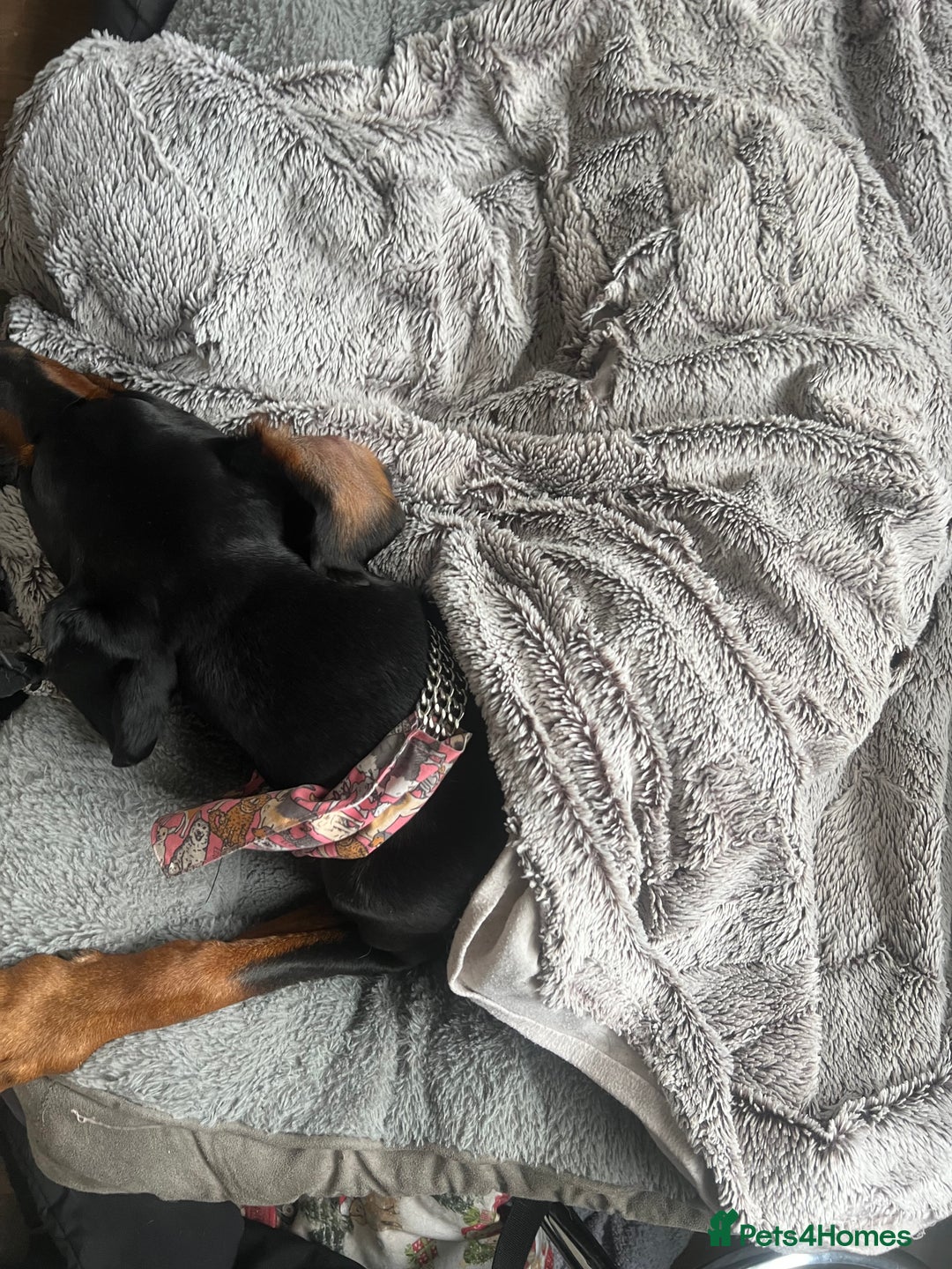 Dobermann dogs for sale: Sweet Doberman Girlie ❤️(price negotiable) - Image 2
