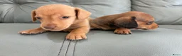 Miniature Dachshund dogs for sale: 🏆💙💖 KC REG 5 STAR BREEDER💙💖🏆CREAM - Advert 4