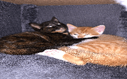 Mixed Breed cats for sale: gorgeous kittens male and female  - Image 2