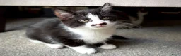 Mixed Breed cats for sale: 3 Beautiful Kittens Ready For New Homes - Advert 6