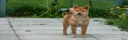 Japanese Shiba Inu dogs for sale: Pets home for stunning keeper girl  - Advert 4