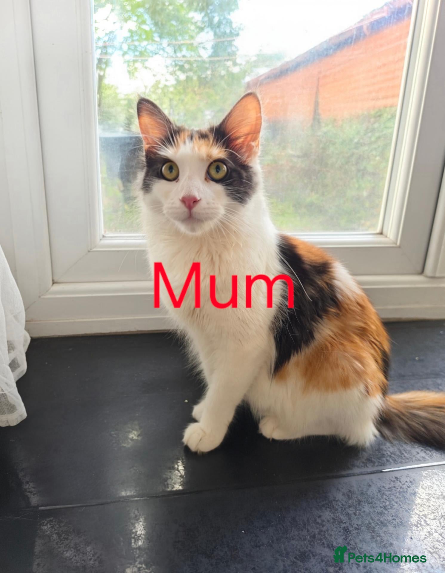 Mixed Breed cats Beautiful Mixed-Breed Kittens – 5 Weeks Old  - Advert 4