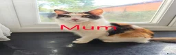 Mixed Breed cats for sale: Beautiful Mixed-Breed Kittens – 5 Weeks Old  in Rotherham - Advert 1