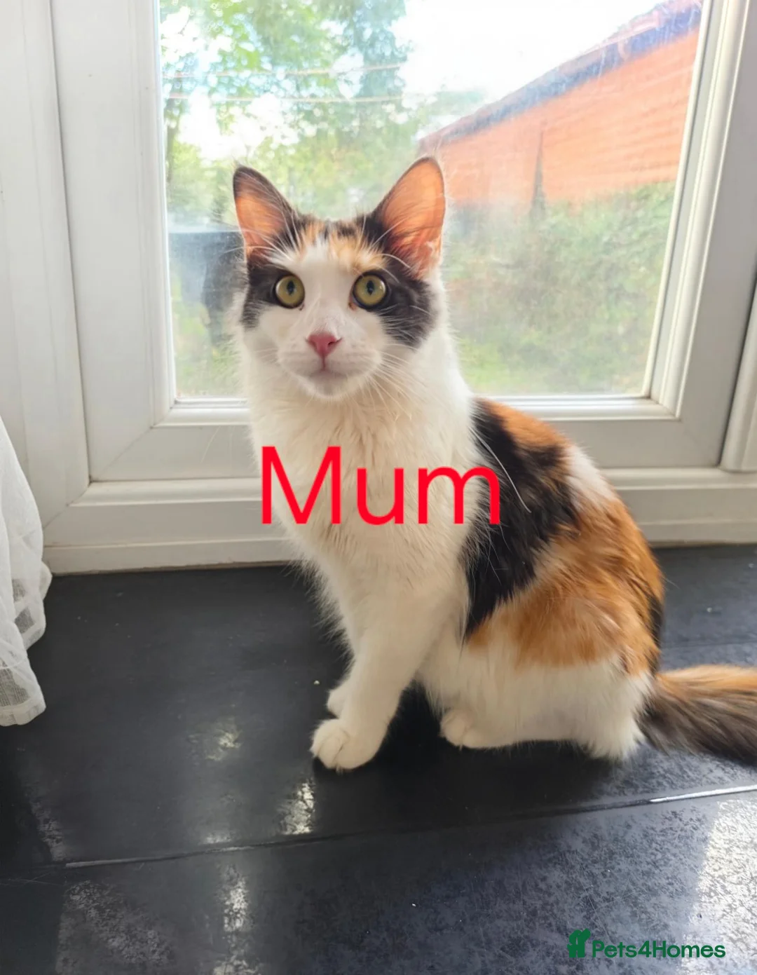 Mixed Breed cats for sale: Beautiful Mixed-Breed Kittens – 5 Weeks Old  in Rotherham - Advert 1
