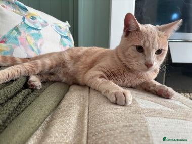 Mixed Breed cats WOBBLY WILL - Advert 1