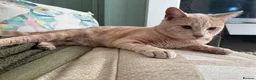 Mixed Breed cats for adoption: WOBBLY WILL - Advert 1