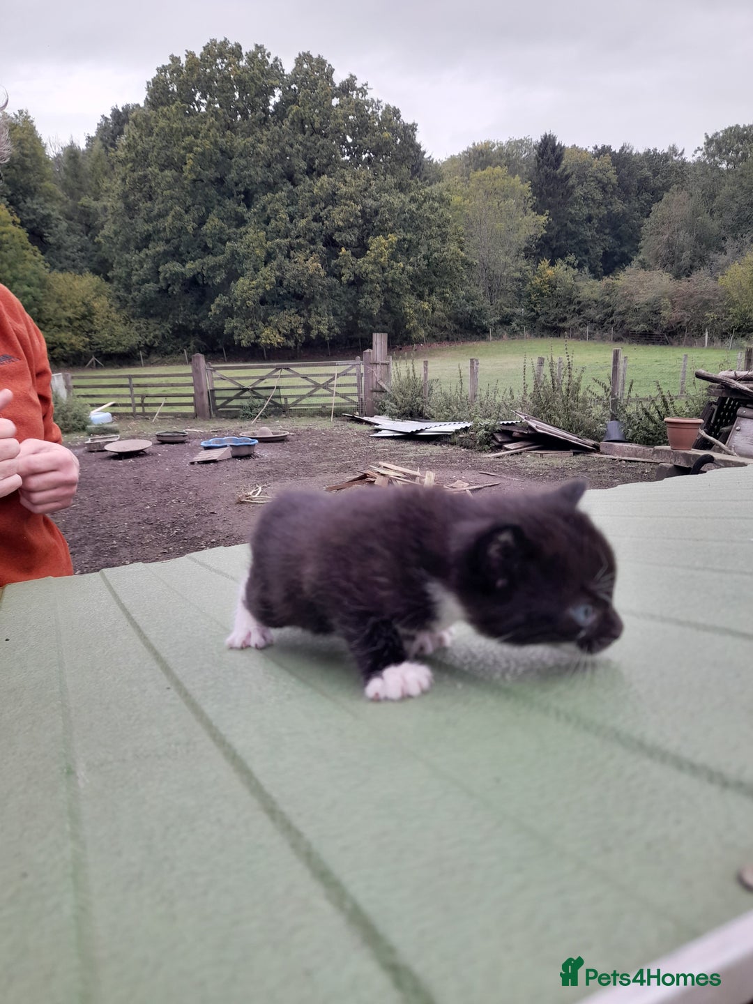 Aegean cats for sale: Agean x Kittens for sale - Image 17