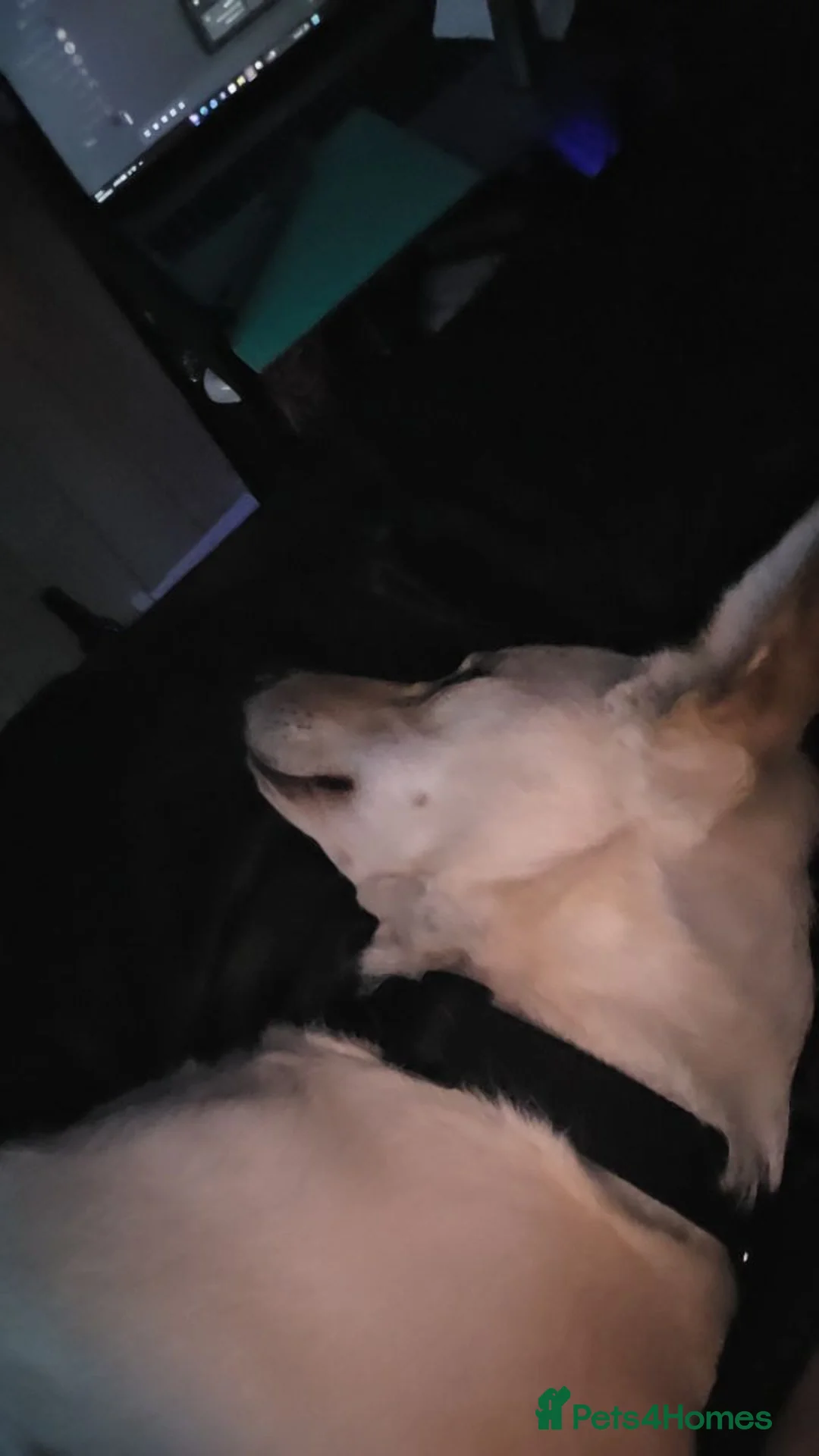 Mixed Breed dogs for sale: 1 Year Old beautiful doggo needs a new home - Advert 2