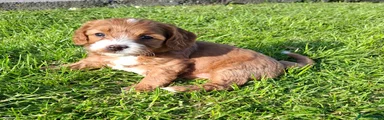 Cavachon Puppy 2
