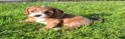 Cavachon dogs for sale: Stunning Cavapoochon puppies, Family raised.  in Carmarthen - Advert 6