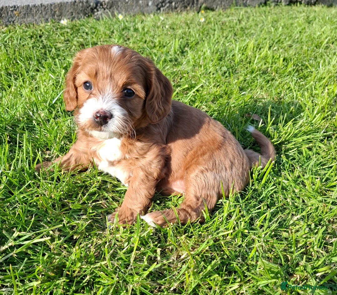 Cavachon dogs for sale: Stunning Cavapoochon puppies, Family raised.  in Carmarthen - Advert 6
