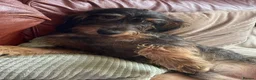 Mixed Breed dogs for sale: Cocker Spaniel cross wire haired dachshund Docker in Kettering - Advert 2
