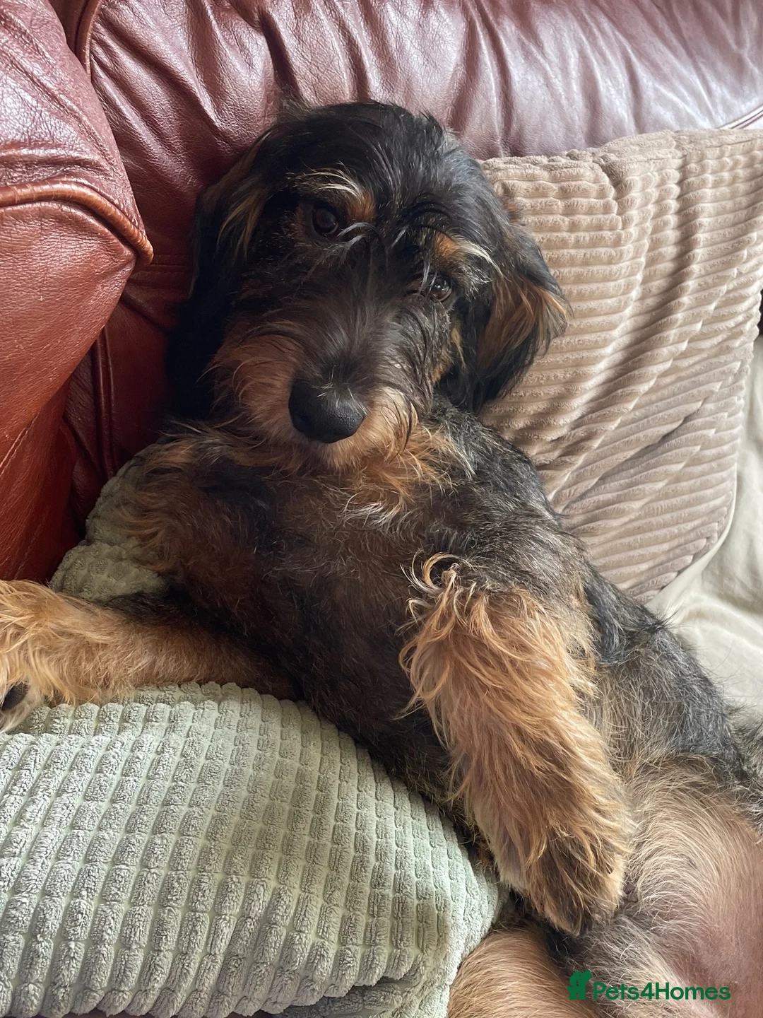 Mixed Breed dogs for sale: Cocker Spaniel cross wire haired dachshund Docker in Kettering - Advert 2