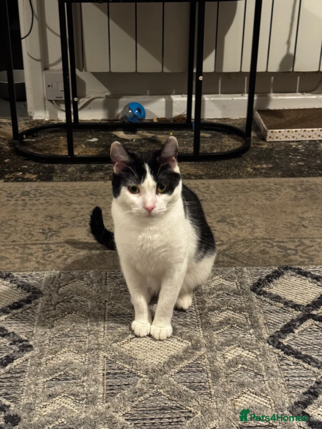 Mixed Breed cats for sale: Eclipse - Advert 6