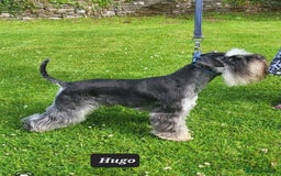 Miniature Schnauzer dogs for sale: Outstanding Miniature Schnauzer Puppies - Image 7