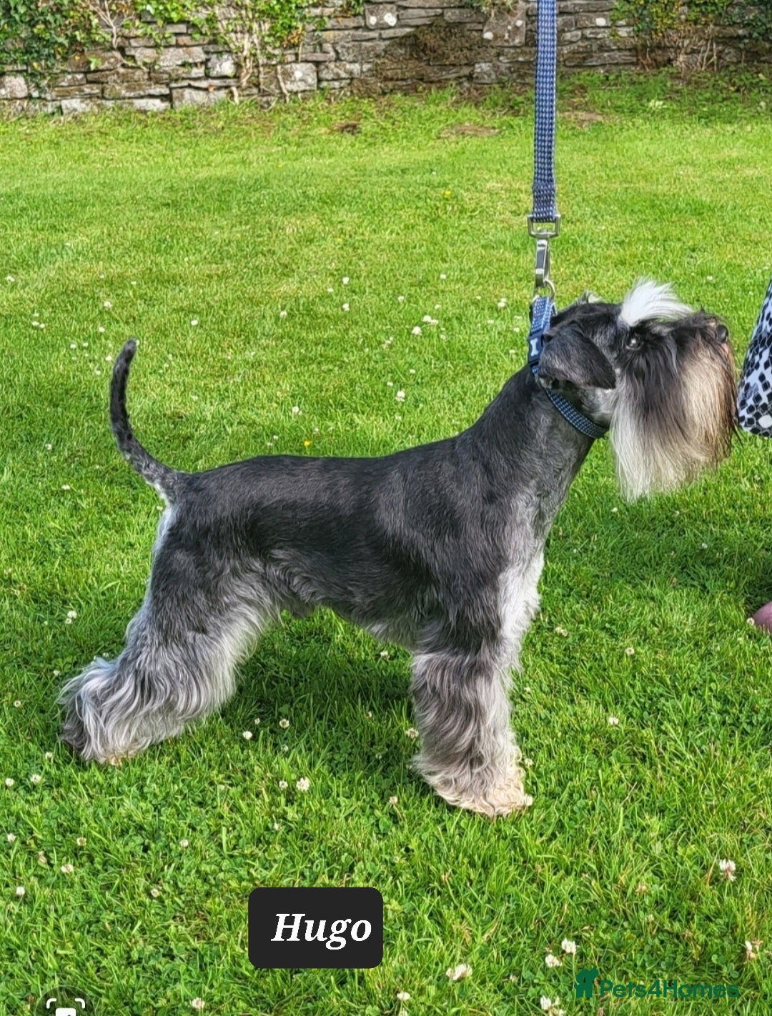 Miniature Schnauzer dogs for sale: Outstanding Miniature Schnauzer Puppies - Image 7