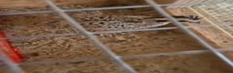 Quail poultry for sale: Quails, Poultry & hatching eggs - Advert 5