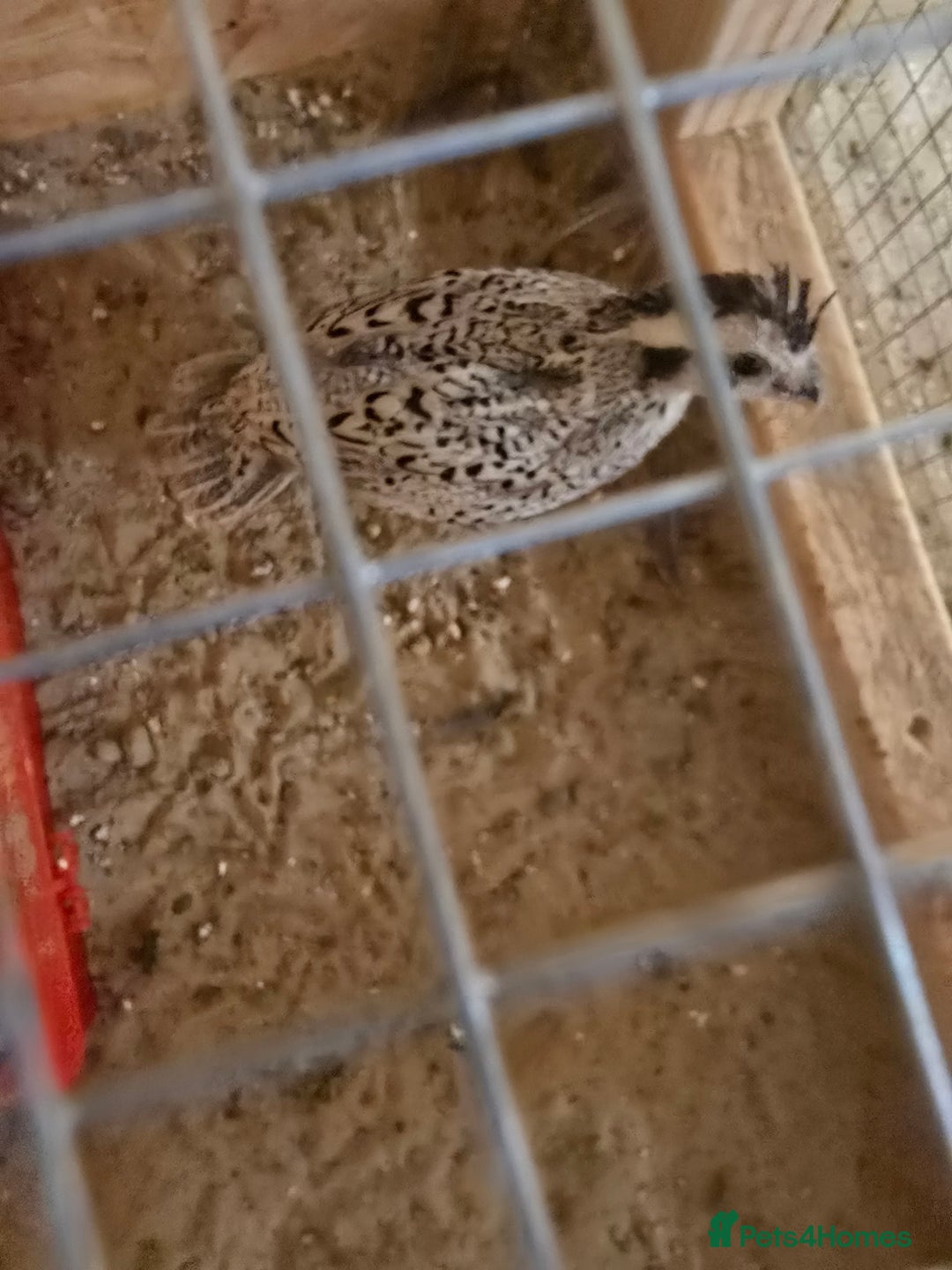 Quail poultry for sale: Quails, Poultry & hatching eggs - Advert 5