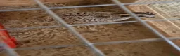 Quail poultry for sale: Quails, Poultry & hatching eggs - Advert 5