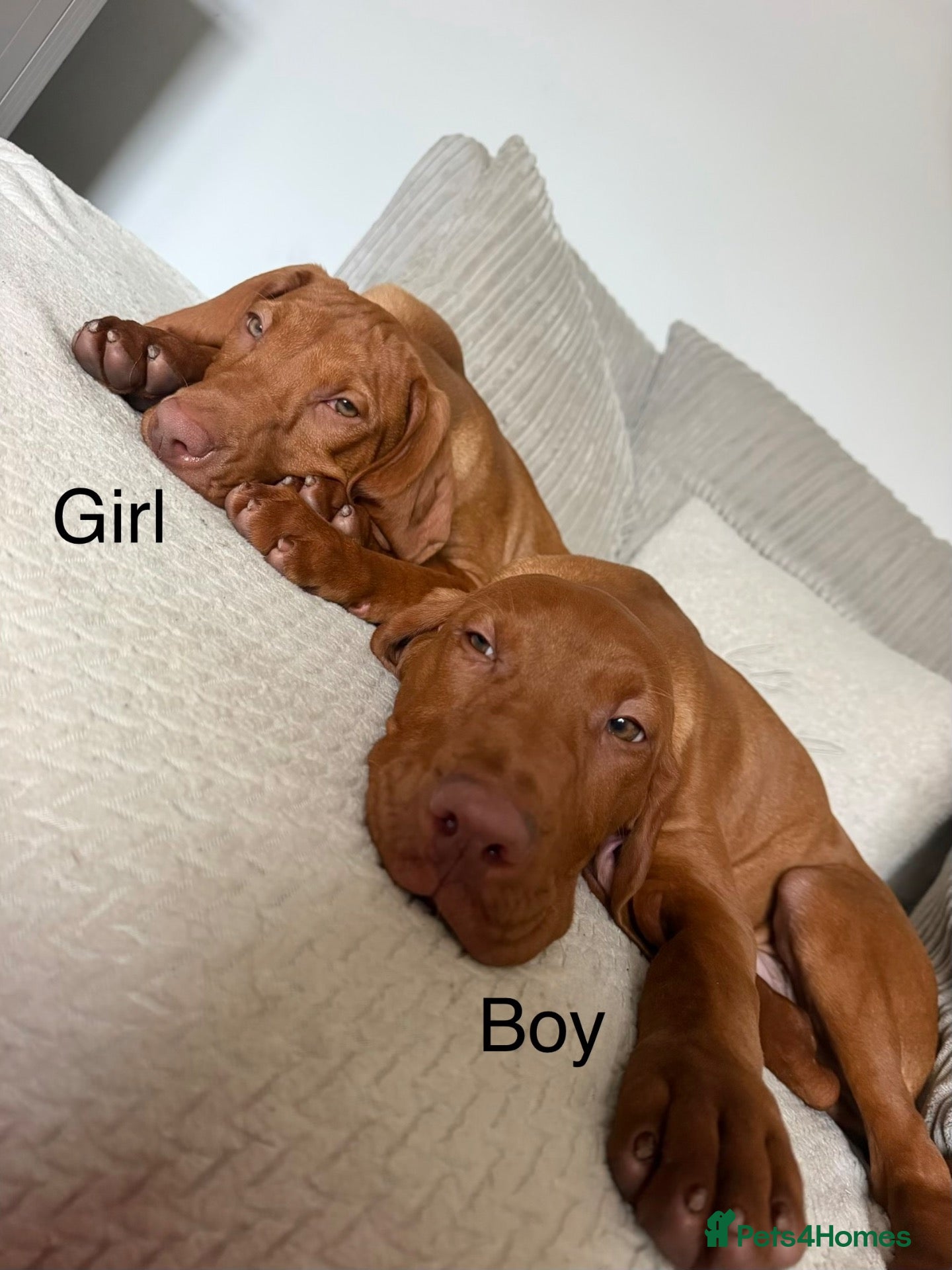 Hungarian Vizsla dogs Legally Docked KC Hungarian Vizsla Pups - Advert 2