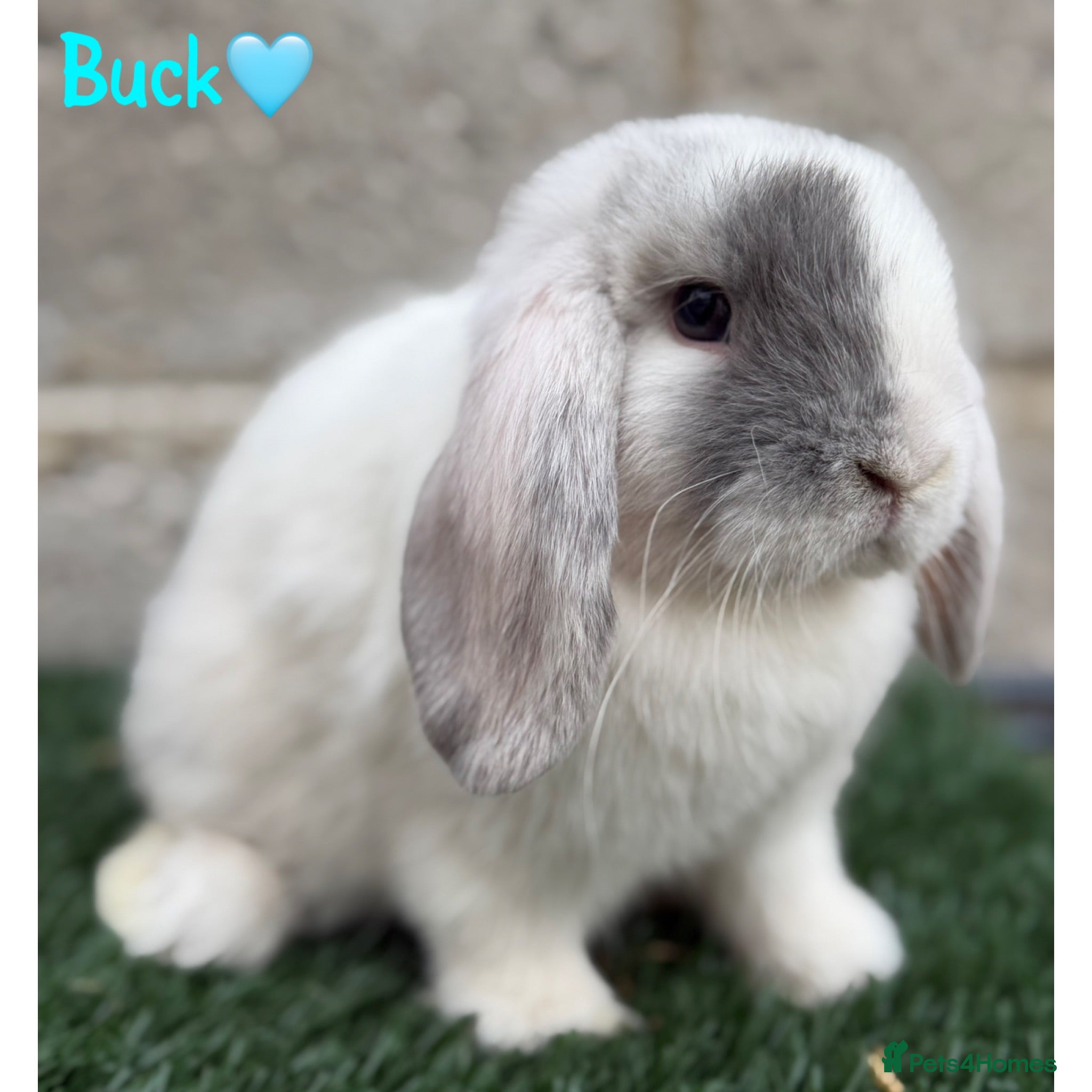 Mini Lop rabbits Pure breed mini lop bucks - Advert 1