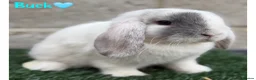 Mini Lop rabbits for sale: Pure breed mini lop bucks - Advert 1