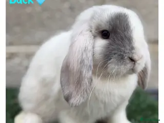 Mini Lop rabbits Pure breed mini lop bucks - Advert 1