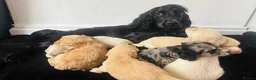 Cockapoo dogs for sale: Cockapoo Puppies  - Advert 25