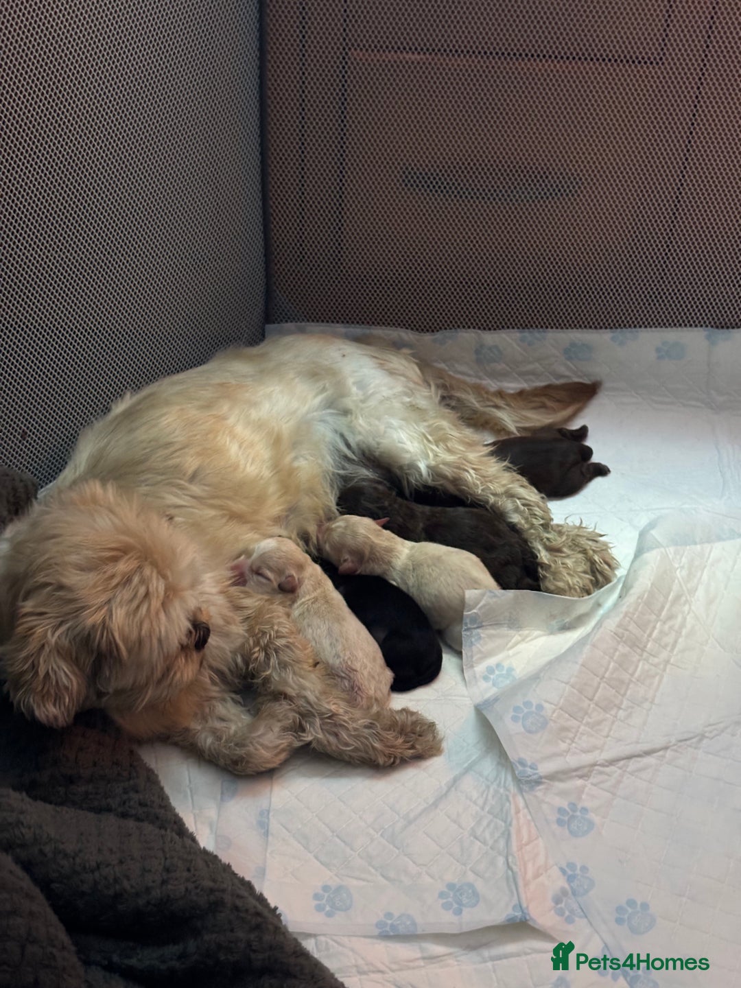 Mixed Breed dogs for sale: Shih Tzu x Labradoodle puppies - Image 9