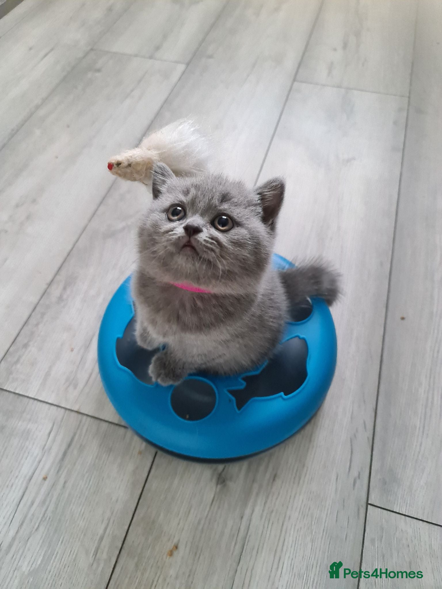 British Shorthair cats Beautiful British shorthair kittens  - Advert 1