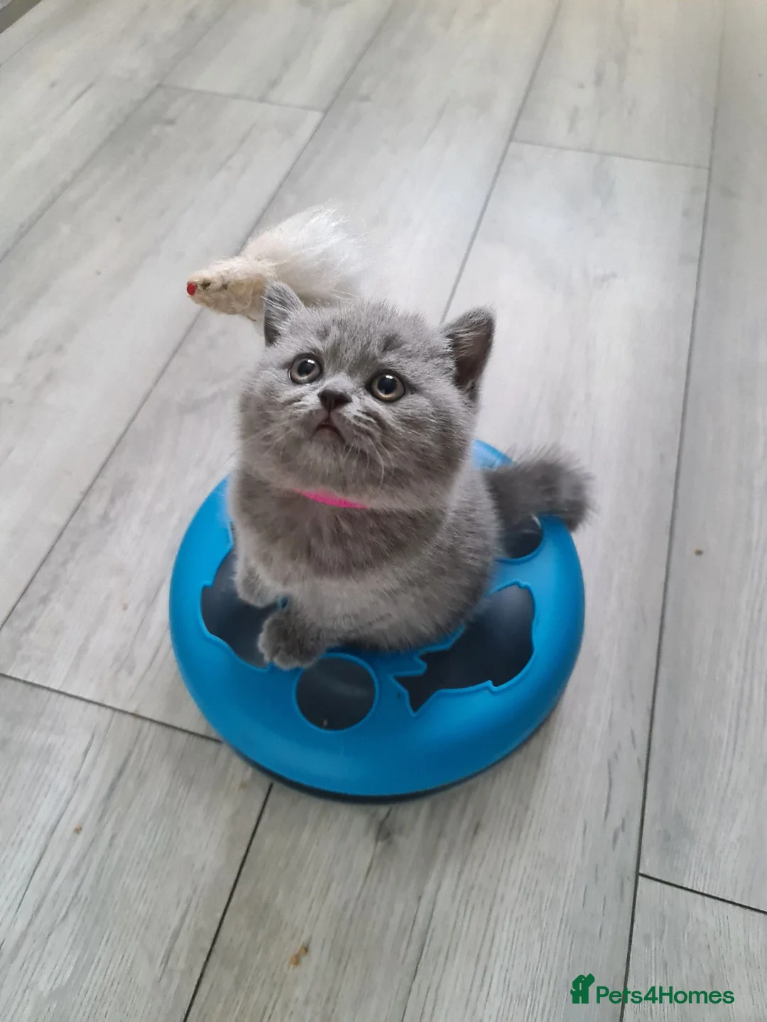 British Shorthair cats for sale: Beautiful British shorthair kittens  - Advert 1