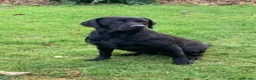 Labrador Retriever dogs for sale:  LAbrador Puppies For Sale - Advert 18