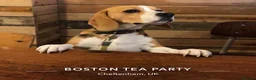 Beagle dogs for sale: ARCHIE THE BEAGLE - REHOME  in Cheltenham - Advert 11