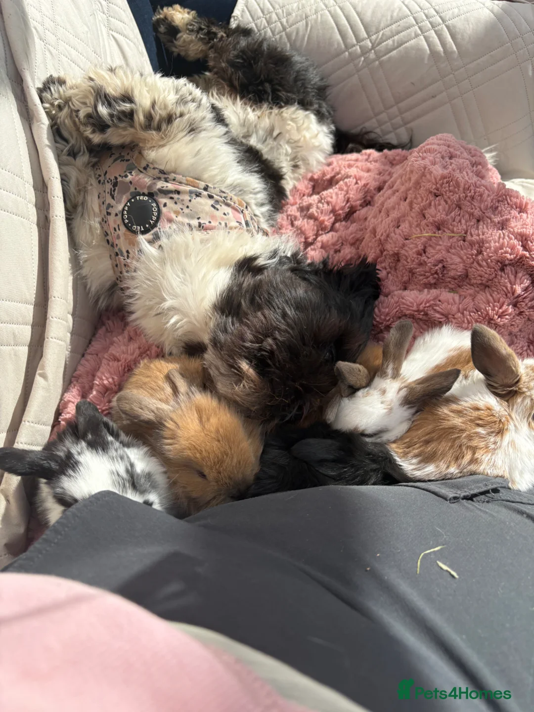 Mini Lop rabbits for sale: Raised indoors Mini lops/lion lops-vaccinated  - Advert 19