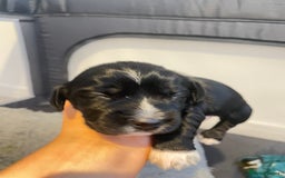 Cocker Spaniel dogs for sale: Cocker spaniel puppies - Advert 10