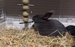 Mini Lion Lop rabbits for sale: lionlop baby bunny’s  - Image 2