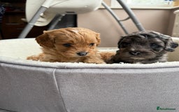 Cavapoo dogs for sale: Miniature cavapoo’s for sale - Image 7