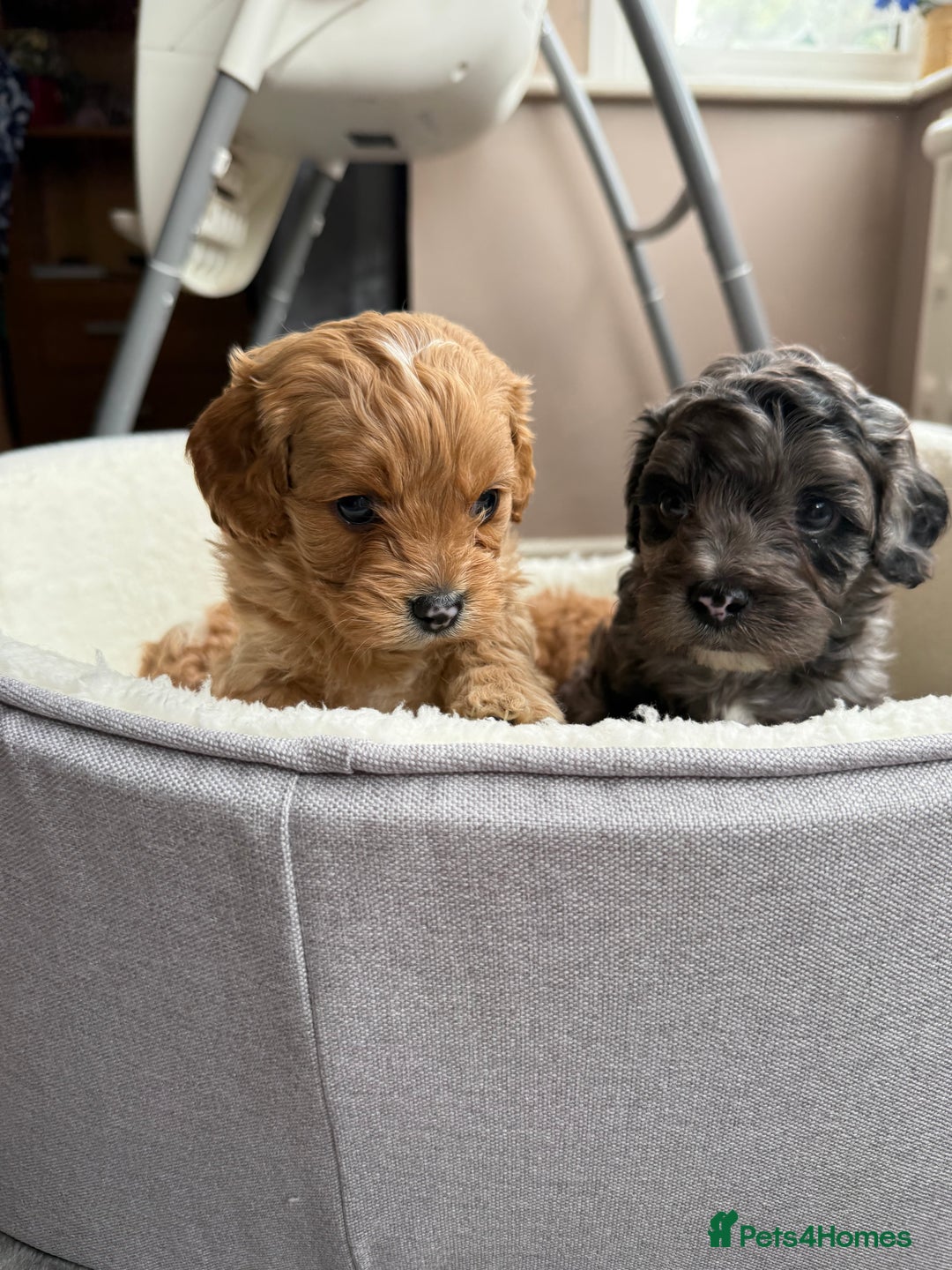 Cavapoo dogs for sale: Miniature cavapoo’s for sale - Image 7
