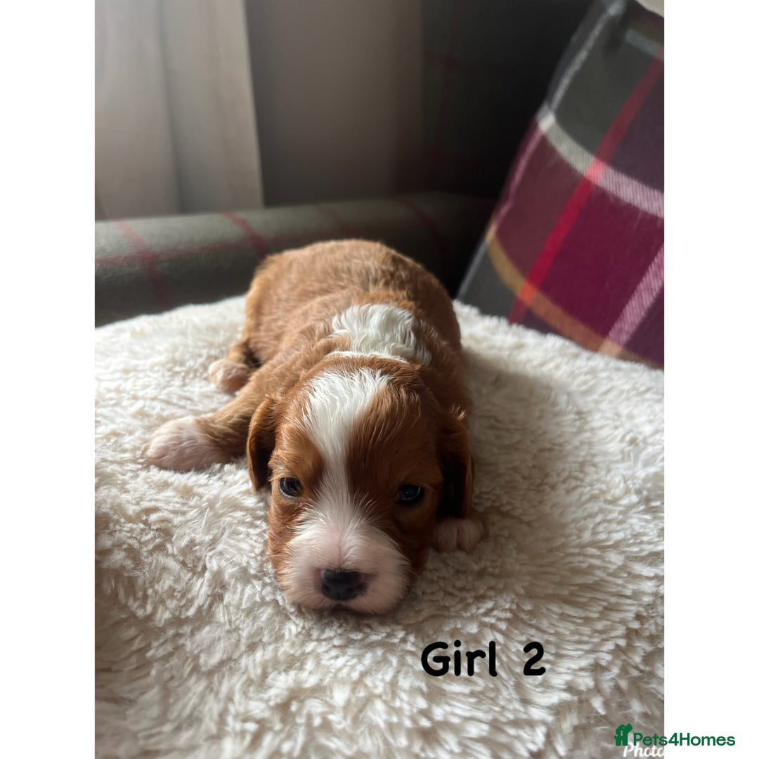Cavapoo dogs for sale: F1 Cavapoo Puppies - Image 3