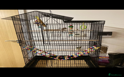 Finches birds for sale: Finches x 3 including Cage - Advert 1
